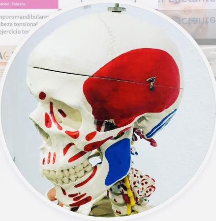 curso disfunciones temporomandibulares, ATM, dolor de cabeza y ejercicio, control motor fisioterapeutas, fisioterapia