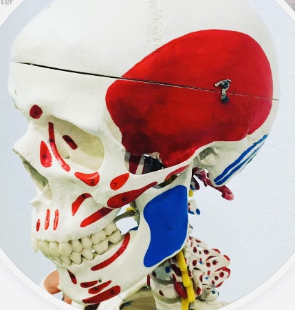 curso terapia manual ATM y cefaleas en ifisiotec Oviedo